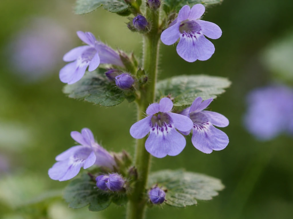 Macrofoto van paarseblauwe hondsdraf-bloemetjes in armbloemige schijnkransen langs een stengel