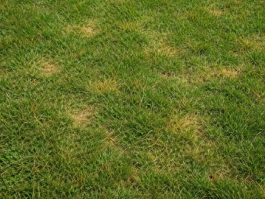 Gele grassprieten in gazon: oorzaken, diagnose en herstel
