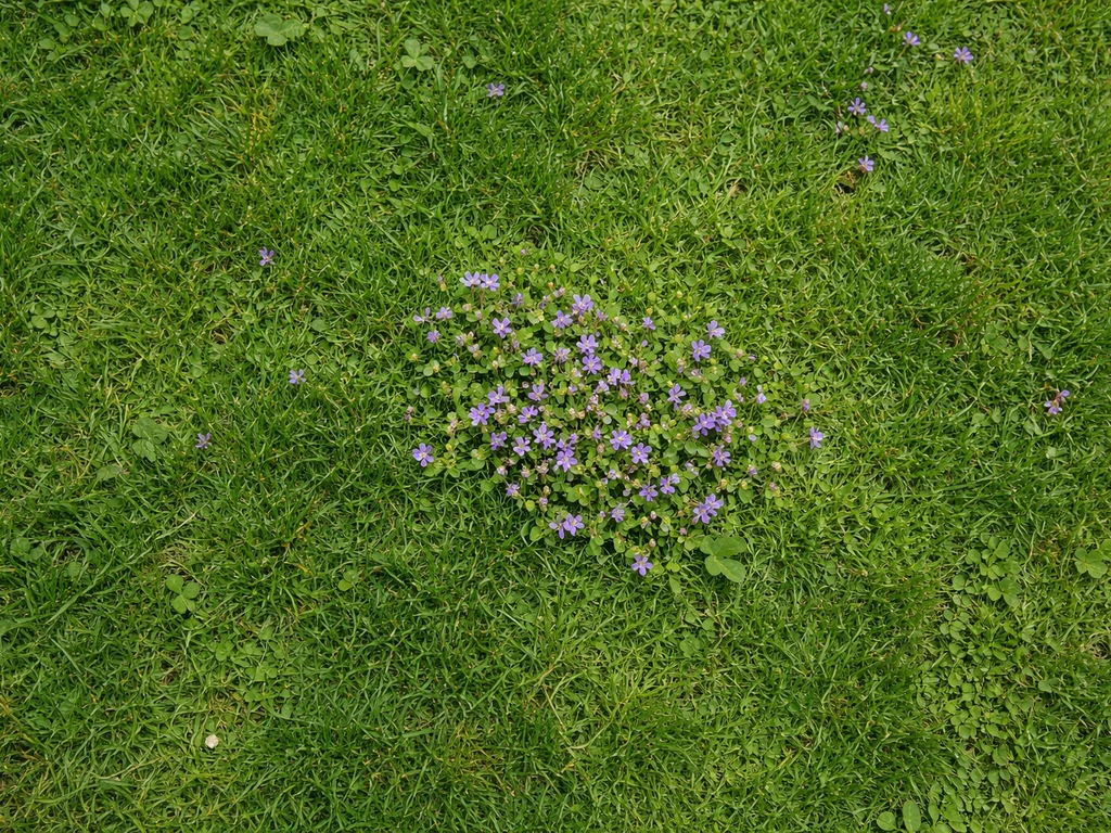 Paarse bloemen in gazon: herken, aanpak en nazorg
