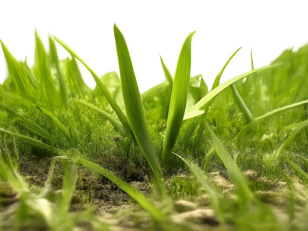 Close-up van een gazon met opvallend dikke grassprieten naast normaal gras, met een pijl die ze aanwijst.